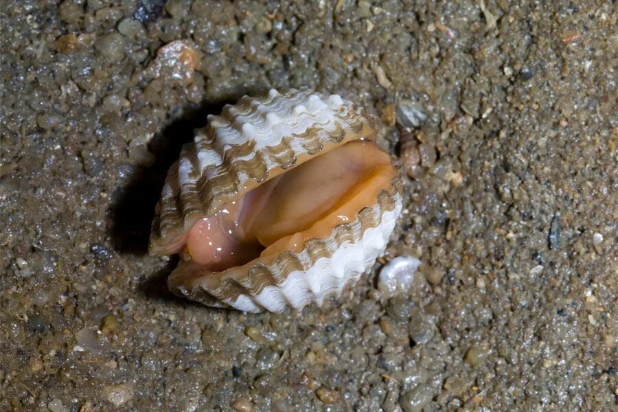 Анадара моллюск. Устрица анадара. Anadara kagoshimensis. Анадара Азовского моря.