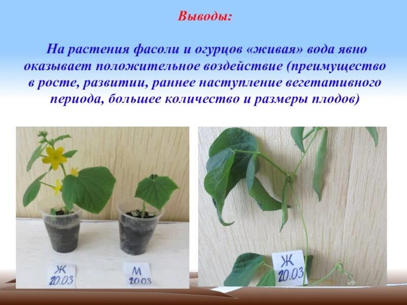 Живая вода влияние на рост растений. Влияние воды на растение опыт. Влияние на рост растений.