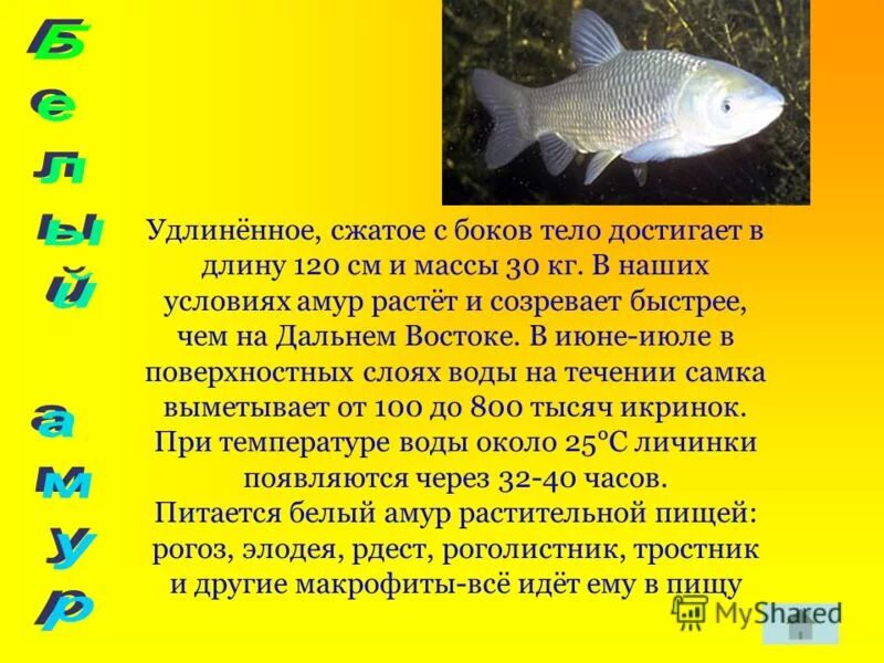 Особенности внешнего строения карпообразных. Отряд карпообразные презентация. длина тела карпообразных. место обитания карпообразных рыб. условия обитания карпообразных.