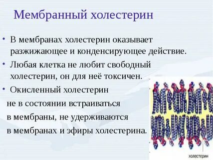 Жесткость мембраны клетки