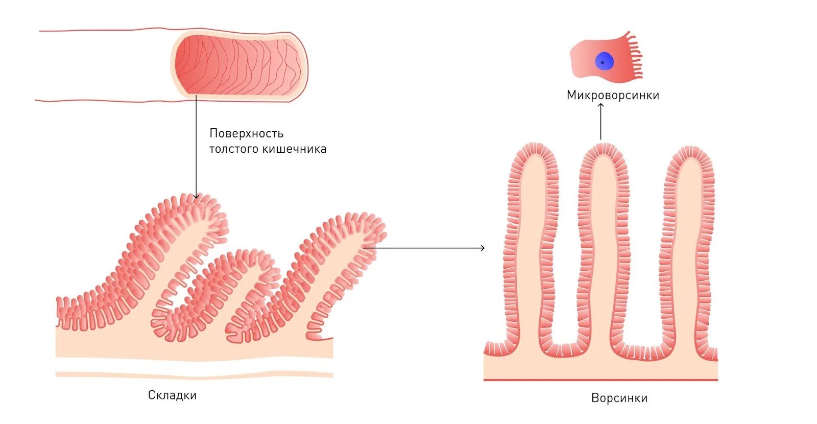 Строение ворсинки тонкой кишки анатомия. Строение ворсинки тонкого кишечника. Ворсинки и микроворсинки кишечника. Микроворсинка кишечника строение. Внутренняя поверхность кишечника