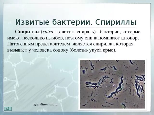 Приведите 3 примера бактерий. Извитые формы бактерий спирохеты. Спириллы бактерии заболевания. Спириллы возбудители чего. Спириллы бактерии короткие.