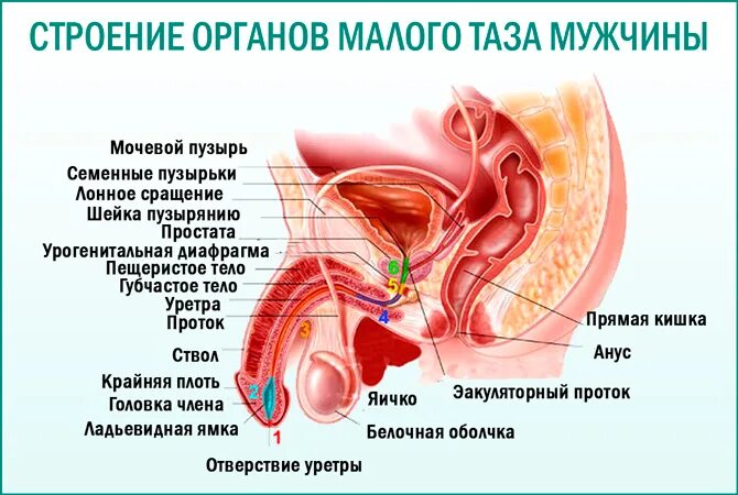 Расположение органов малого таза у мужчин Внутренние органы малого таза женщины схема расположения Фото подборки 3