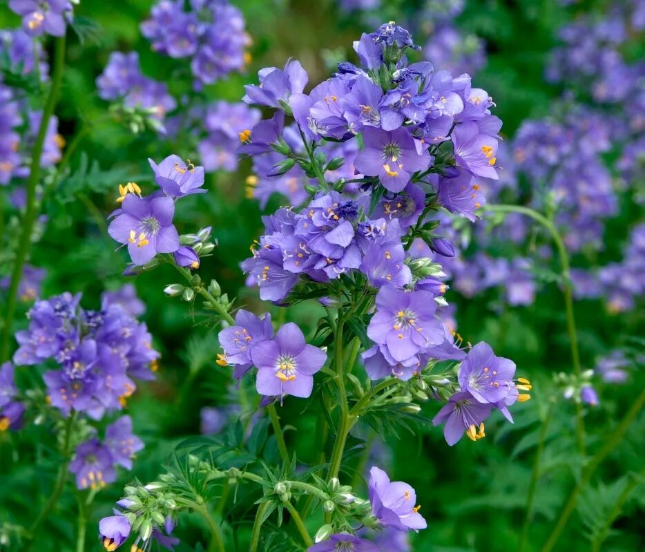 Синюха синяя полемониум. Синюха голубая (polemonium caeruleum). Полемониум синюха. Синюха лазурная. Многолетник синюха голубая.