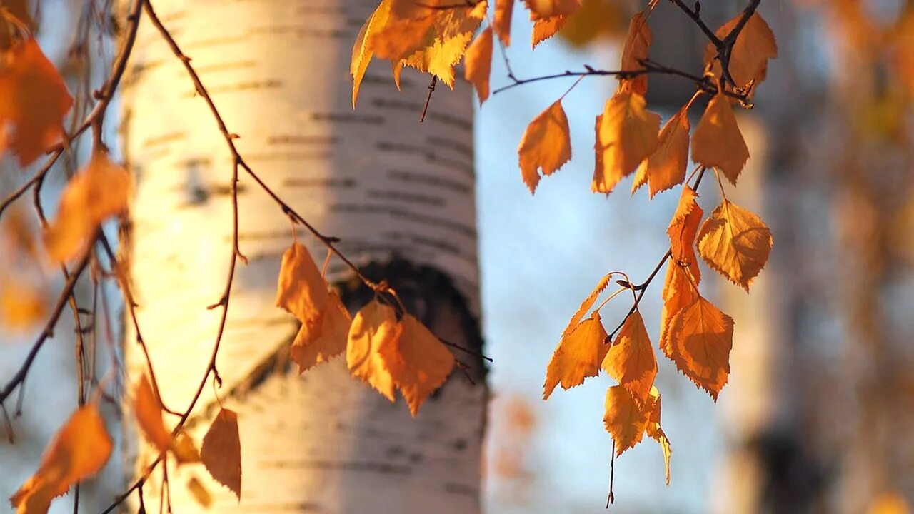 Береза осень. Листья березы осенью. Осенняя ветка березы. Березовый лист.