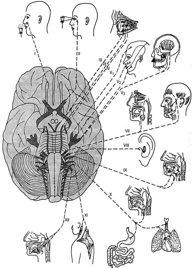 1 6 черепные нервы. Головной мозг 12 пар черепно мозговых нервов. Схема 12 пар ЧМН. Места выхода 12 пар черепных нервов. Черепные нервы 12 пар.
