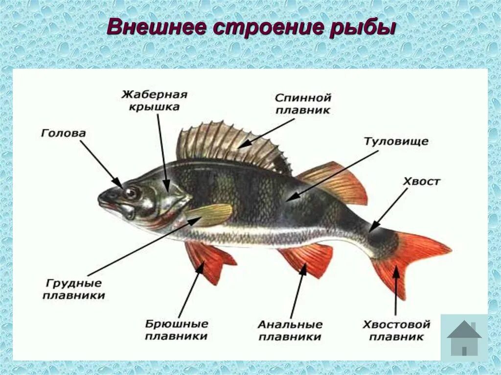 Какое тело у рыб. Внешнее строение рыб плавники. Внешнее строение костистой рыбы. Внешнее строение аквариумных рыбок. Внешнее строение рыбы с обозначениями.
