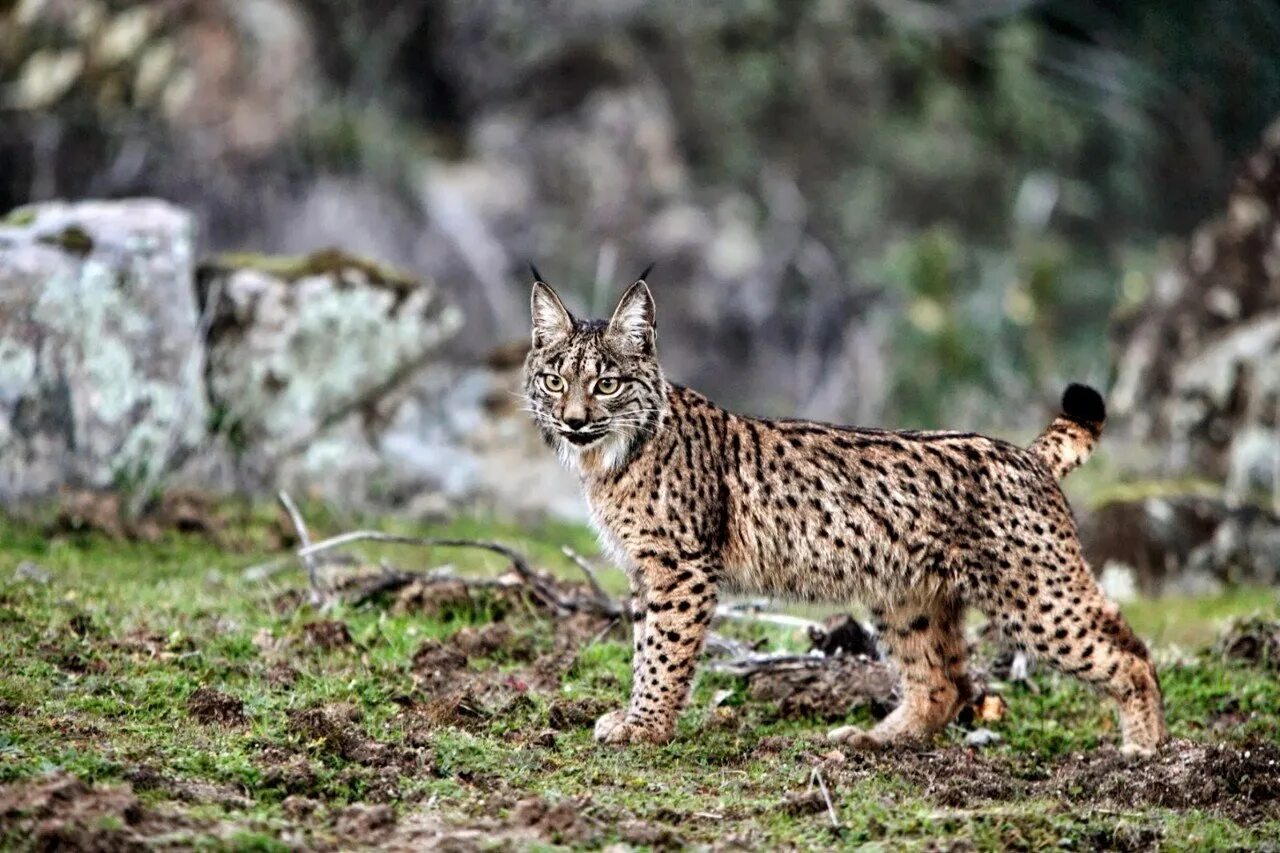 Животные таганая. Lynx pardinus Пиренейская Рысь. Пиренейская (испанская) Рысь. Иберийская (испанская) Рысь. Пиренейская Рысь 2022.