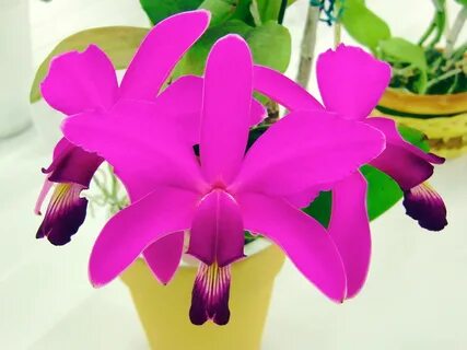 Cattleya violacea muse fcc aos