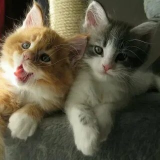 Смешные картинки с котятами