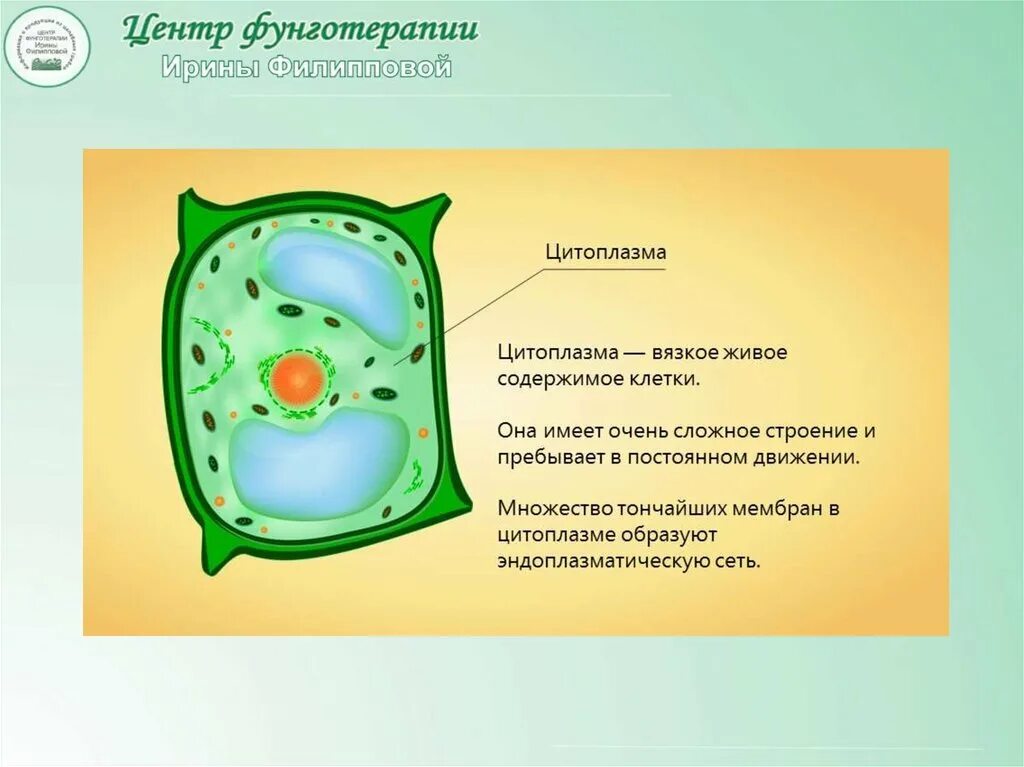 Цитоплазма растительная клетка 10 класс. Строение органоидов клетки растений. Строение цитоплазмы растительной клетки. Цитоплазма у клеток растений 6 класс. Строение клетки функции цитоплазмы