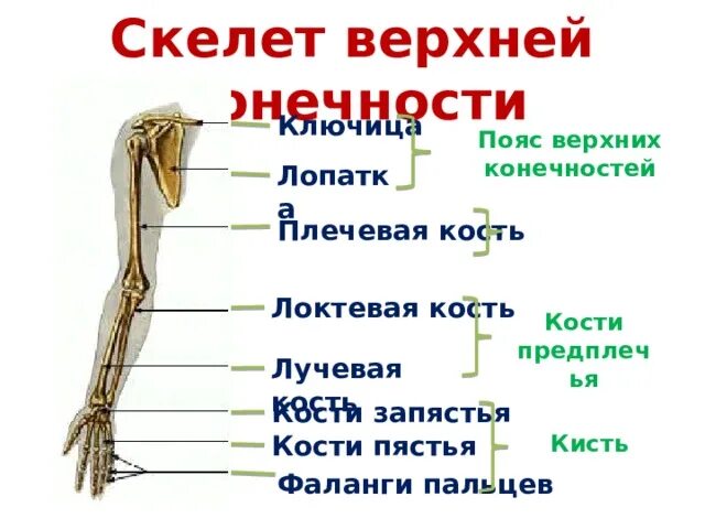 Скелет верхней конечности плечевая кость. Скелет свободной верхней конечности соединение костей. Скелет верхней конечности кисть. Функции скелета верхних конечностей. Скелет верхних конечностей скелет плечевого пояса