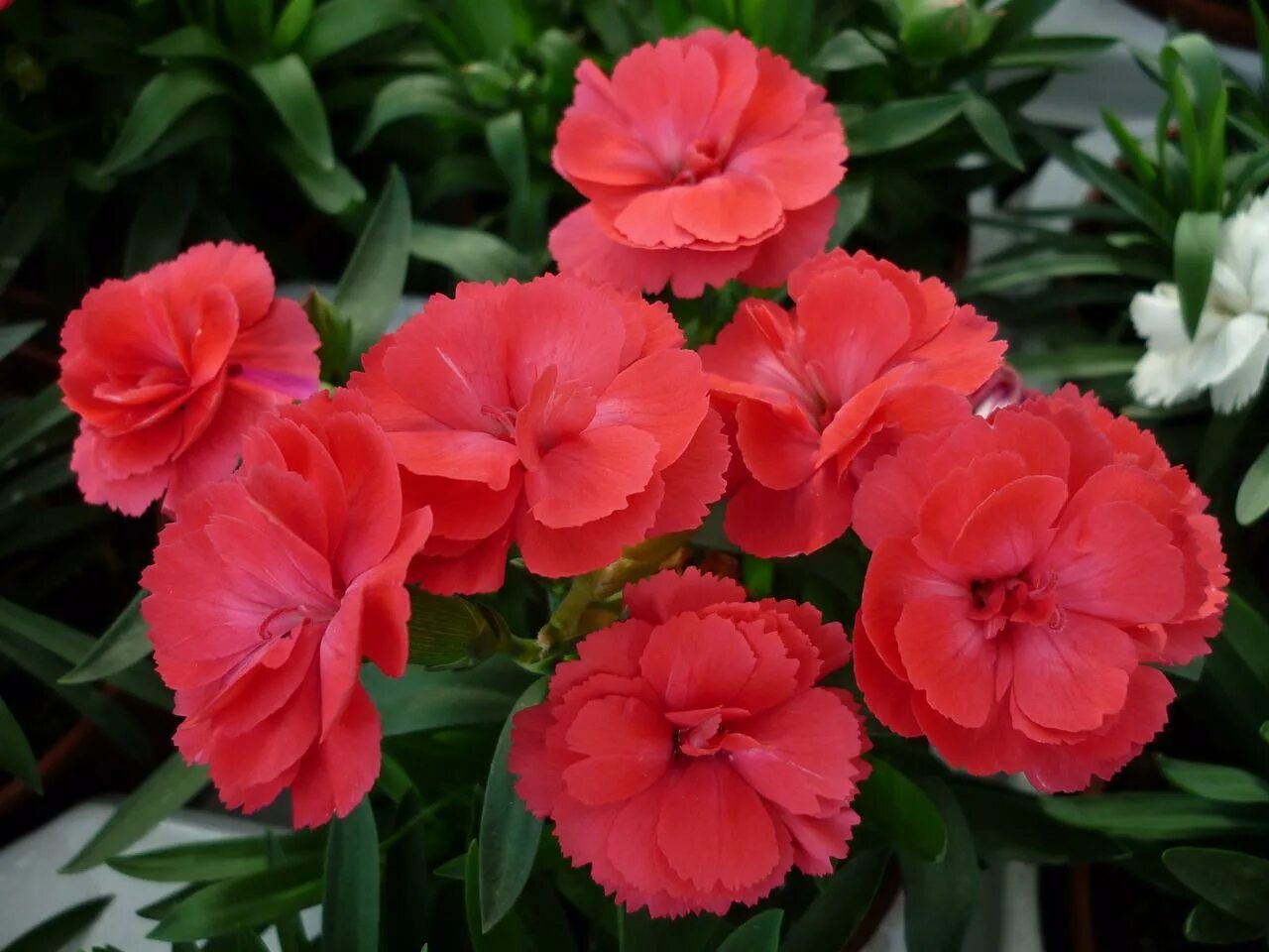 Гвоздика Садовая Баэнигна. Индийская гвоздика Dianthus. Гвоздика Гренадин Реверанс. Гибридные гвоздики