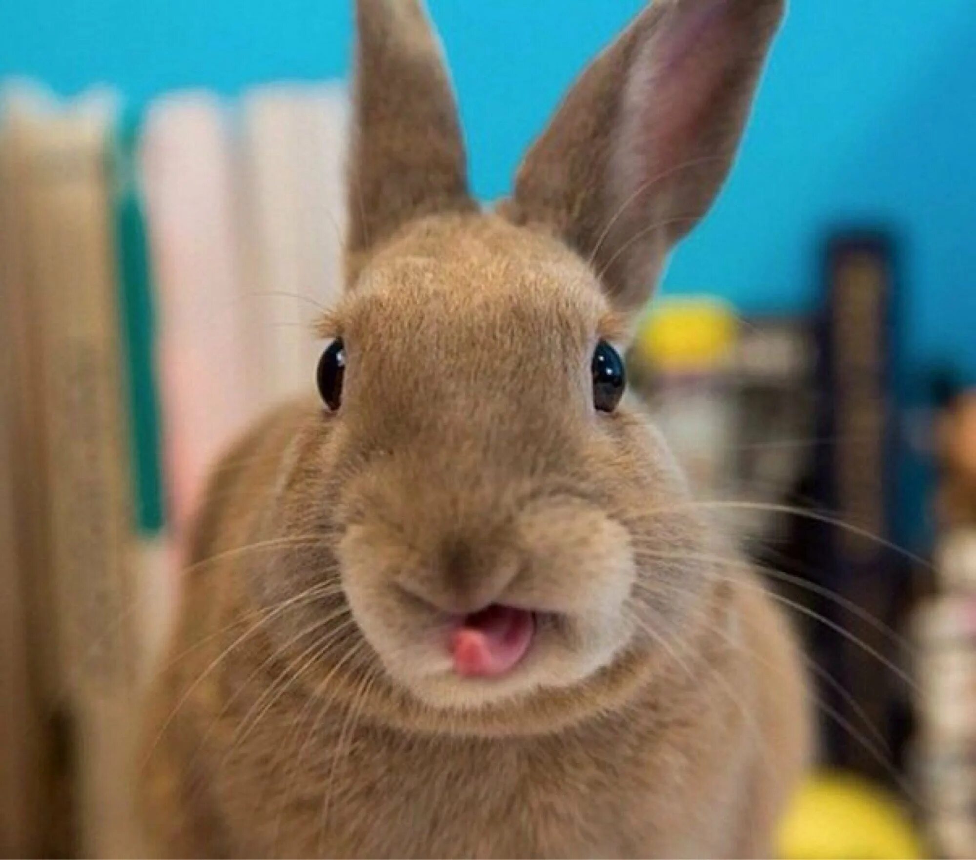 Смешные кролики. Смешной заяц. Морда кролика смешная. Глупый кролик
