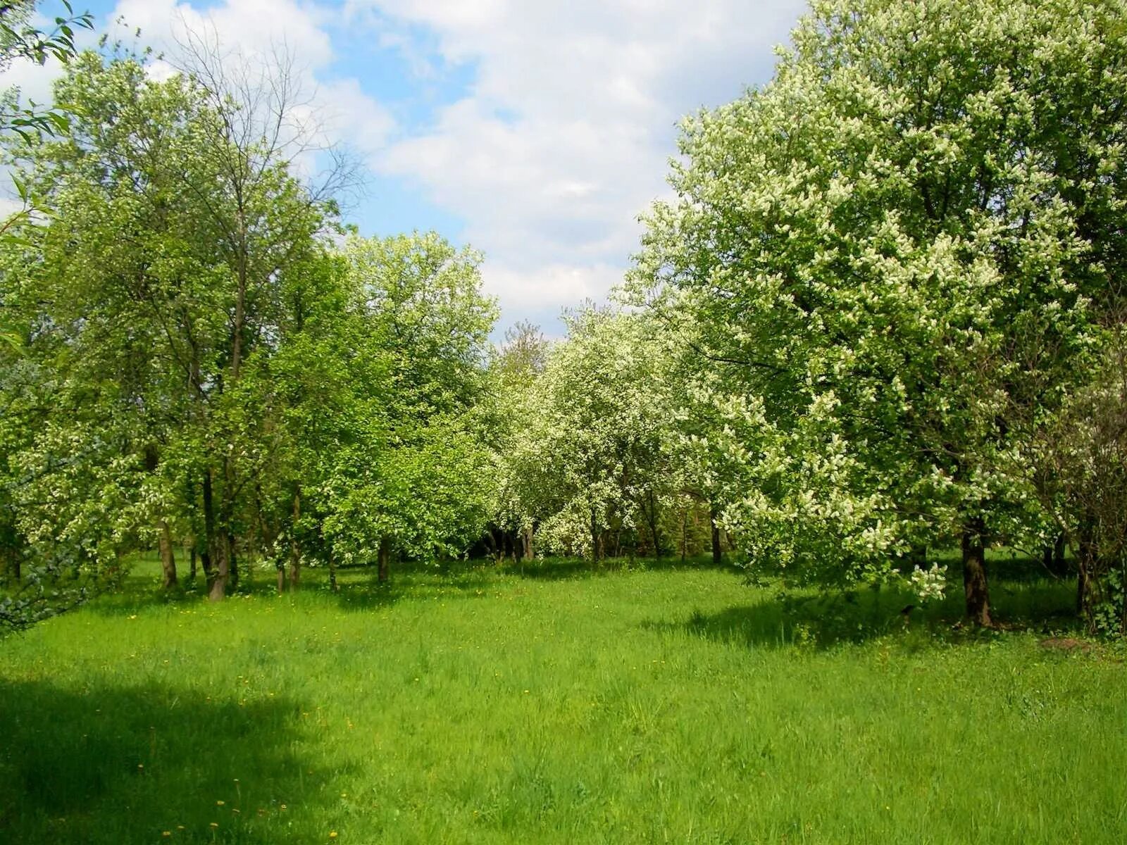 липа мелколистная аллея. рябина обыкновенная (кустовая) sorbus aucuparia. рододендрон лесной. шпалерная живая изгородь. кусты в лесу.