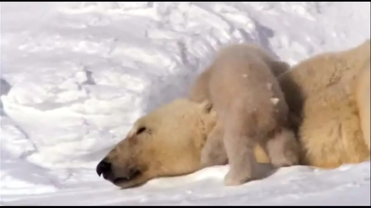 Мишка с севера. Белый медведь ursus maritimus. Северный мишки слушать. Белые медведи в арктике. Шпицберген белые медведи.