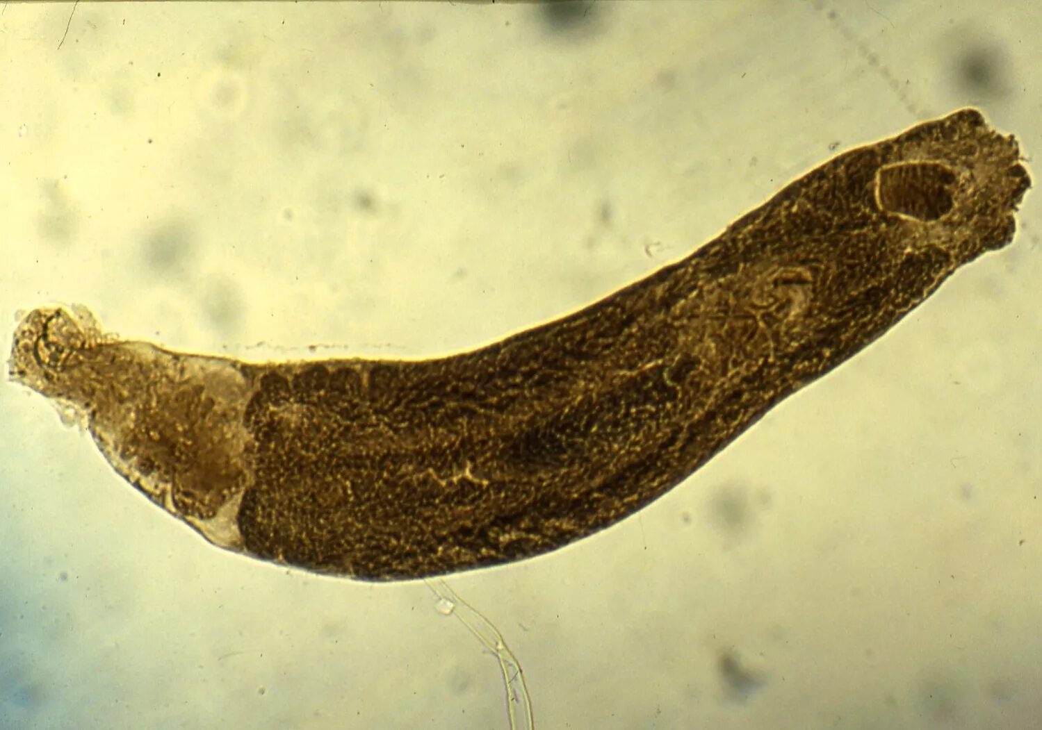 Трематоды трематоды. Моногенеи дактилогирус. Плоские черви трематоды. Кишечный сосальщик