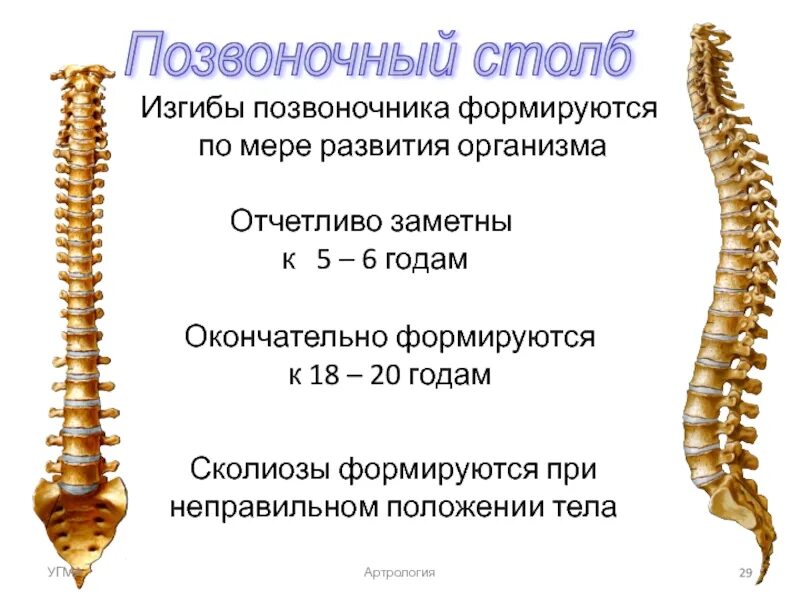 Изгиб позвоночника 6. Позвонки и Позвоночный столб. Изгибы позвоночника. Физиологические изгибы позвоночника. Позвоночный столб изгибы.