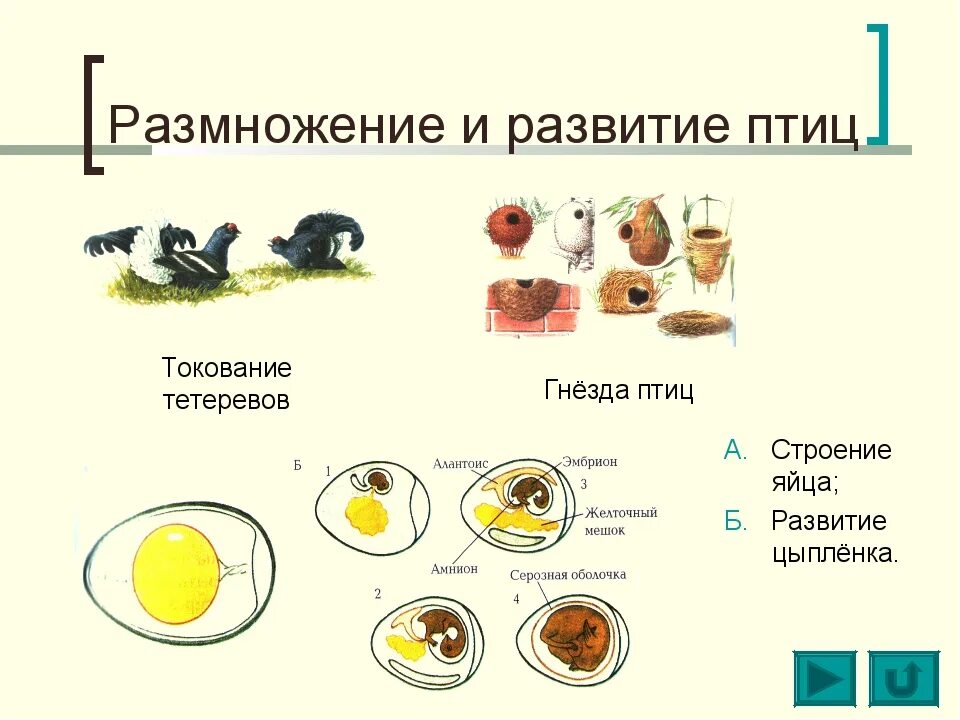 Цикл развития птиц 7 класс. Строение яйца и развитие зародыша птицы. Размножение и развитие птиц строение яйца. Развитие птиц схема.