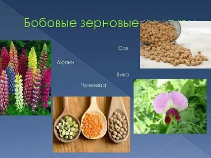 Распределите культуры зерновые технические бобовые