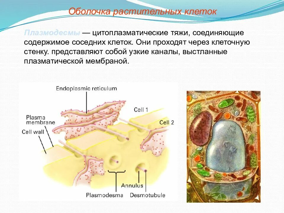 Строение эукариотической клетки клетка животного организма. Комбинированная схема строения эукариотической клетки. Транспорт веществ через клеточную мембрану таблица. Спора игра этап клетка. Строение прокариотической растительной и животной клеток рисунок.