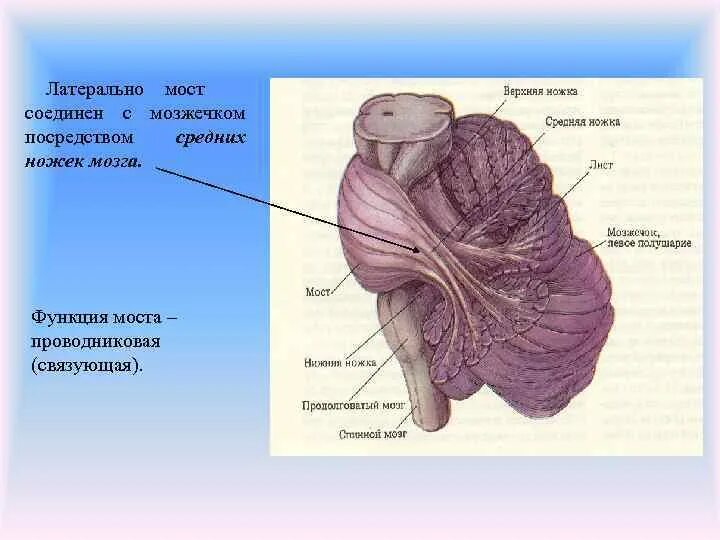 Средние ножки мозжечка. Продолговатый мозг мост ножка мозга. Основание моста головного мозга. Ножки среднего мозга анатомия. Промежуточный мозг ножки мозжечка.