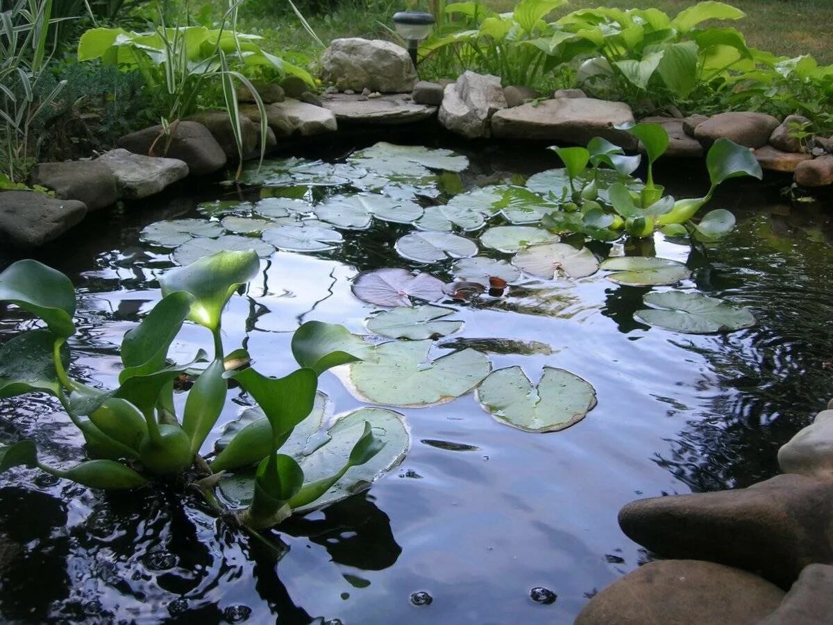 Название пруда. Название водоемов. Водные растения для пруда. Название пруда. Название пруда.