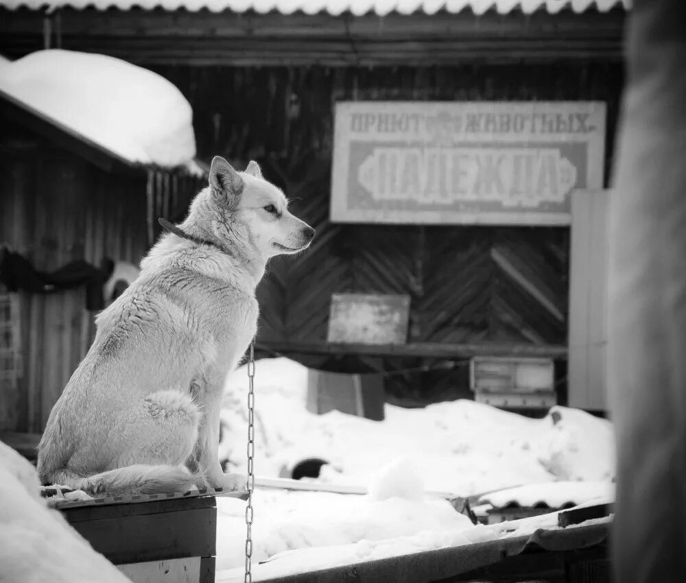 Хаски вайт персик. Собака в добрые руки новосибирск. Животные бердск. Приют надежда бердск. Приют для собак в бердске.