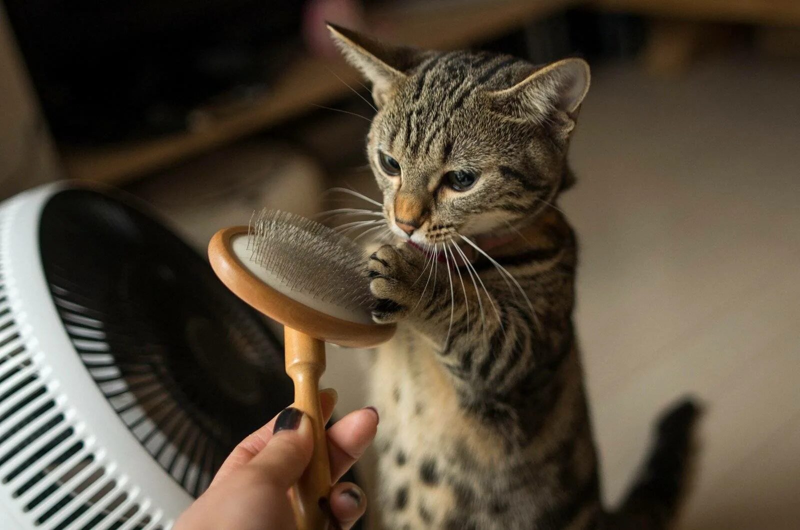 Caring cat