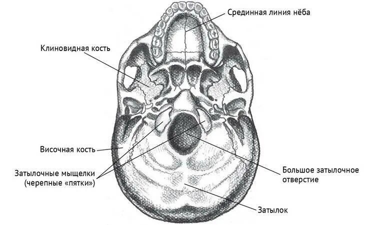 Задние кости черепа. Мыщелка затылочной кости. Мыщелок черепа. Кости черепа затылочная. Мыщелки черепа затылочные.