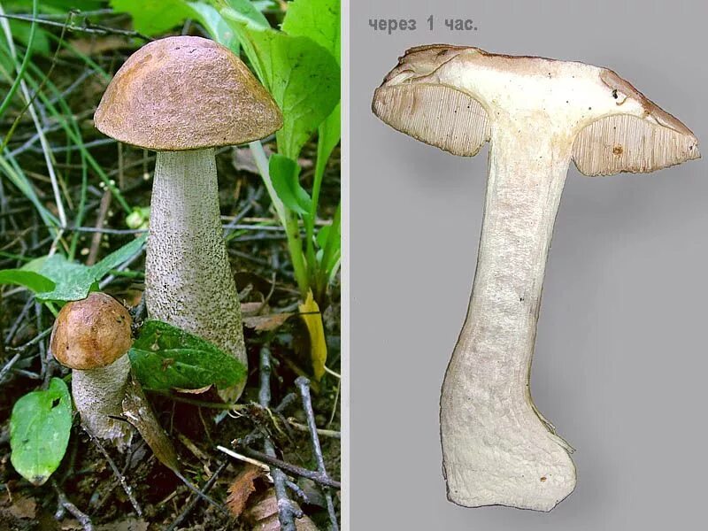 строение плодового тела гриба. подберезовик альбинос. формы плодовых тел грибов. подберезовик гриб описание. подберезовик и лисичка.