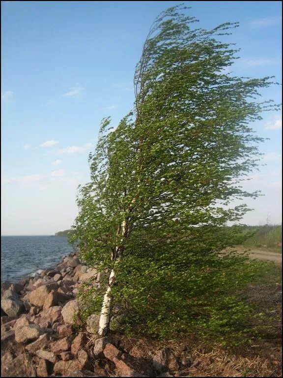ветер согнул тонкую березку. деревья в степи. осина на ветру. береза на скале. белорусские березы.