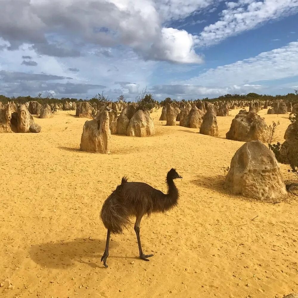 Удивительная Австралия. Интересные места в Австралии. Австралия пейзажи с животными. Природа и жизнь людей в Австралии. В изоляции австралия