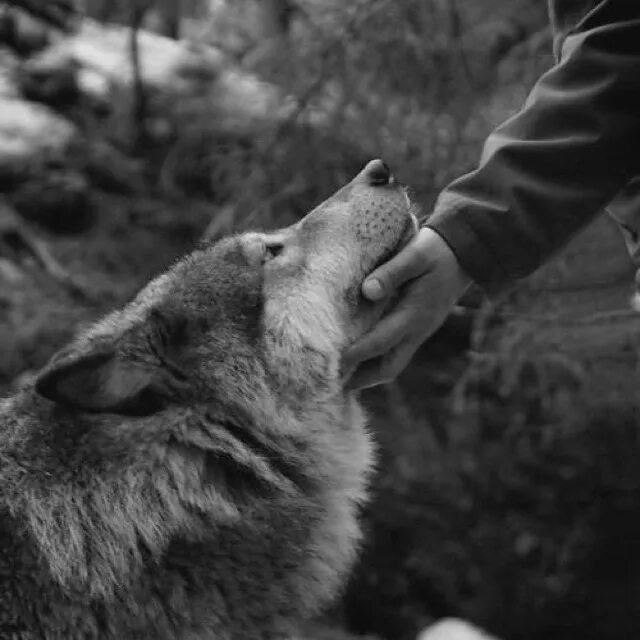 If you show kindness an animal it. Волк и человек Дружба. Волки Дружба. Дружба чпловекаи волка.