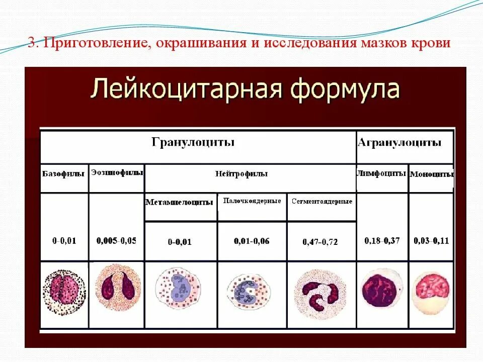 Количество лейкоцитов лейкоцитарная формула. Лейкоцитарная формула здорового человека таблица. лейкоцитарная формула функции лейкоцитов таблица. клетки в лейкоцитарной формуле в норме. лимфоциты в лейкоцитарной формуле.