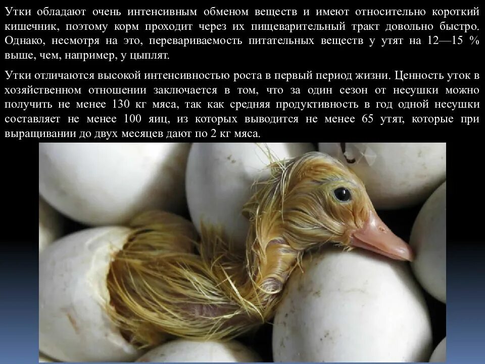 Через сколько вылупляются утки