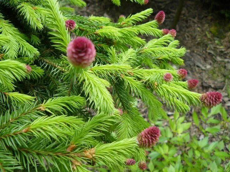 Picea pusch. Ель обыкновенная акрокона. picea abies wild strawberry. ель акрокона пуш. ель вилд стравберри.