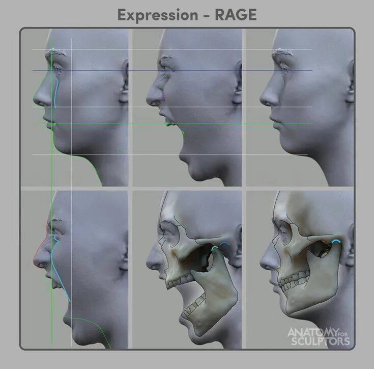 Моделирование лица. Нос анатомия для скульпторов. 3д моделирование лица. Анатомия головы для скульпторов. Detailed reference