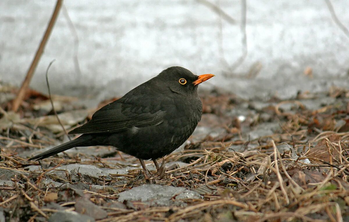 черный дрозд самка. чёрный дрозд фото птицы ареал краснодар. черный дрозд. птенец черного дрозда. чёрный дрозд севен.