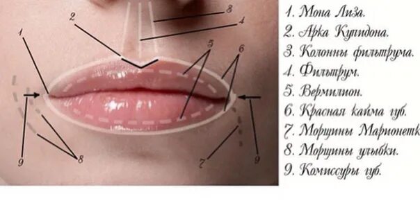 Методика введения филлера в губы. Строение губ. Техники введения филлеров в губы. Верхний край губы