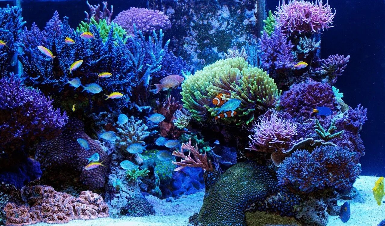 Marine aquarium. Коралловый риф для аквариума. Морской нано риф. Морской риф аквариум. Подводный мир кораллы.