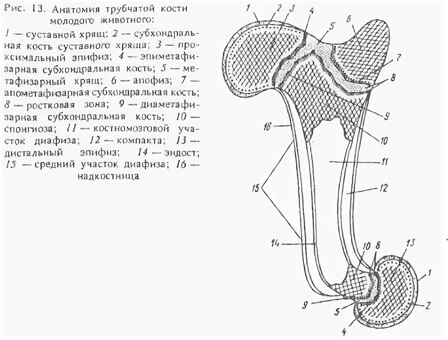 Развитие трубчатой кости