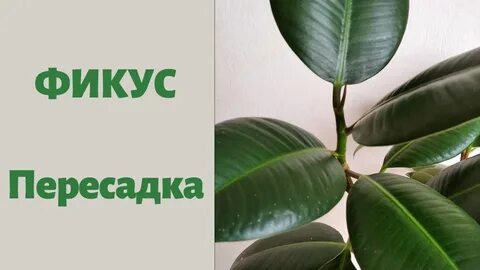 Фикус каучуконосный пересадка