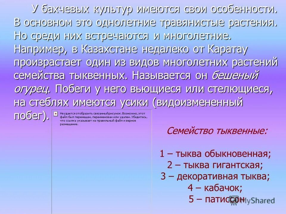 Семейство тыквенные кратко. Гинецей тыквы. Семейство тыквенные общая характеристика. Подкласс дилленииды семейства. Семейство тыквенные формула.