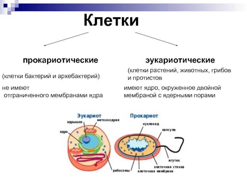 Прокариоты ядерные. Способы размножения эукариот. Схема прокариотической и эукариотической клеток. Строение клеток эукариотических и прокариотических микроорганизмов. Схема строения прокариотической и эукариотической клеток.