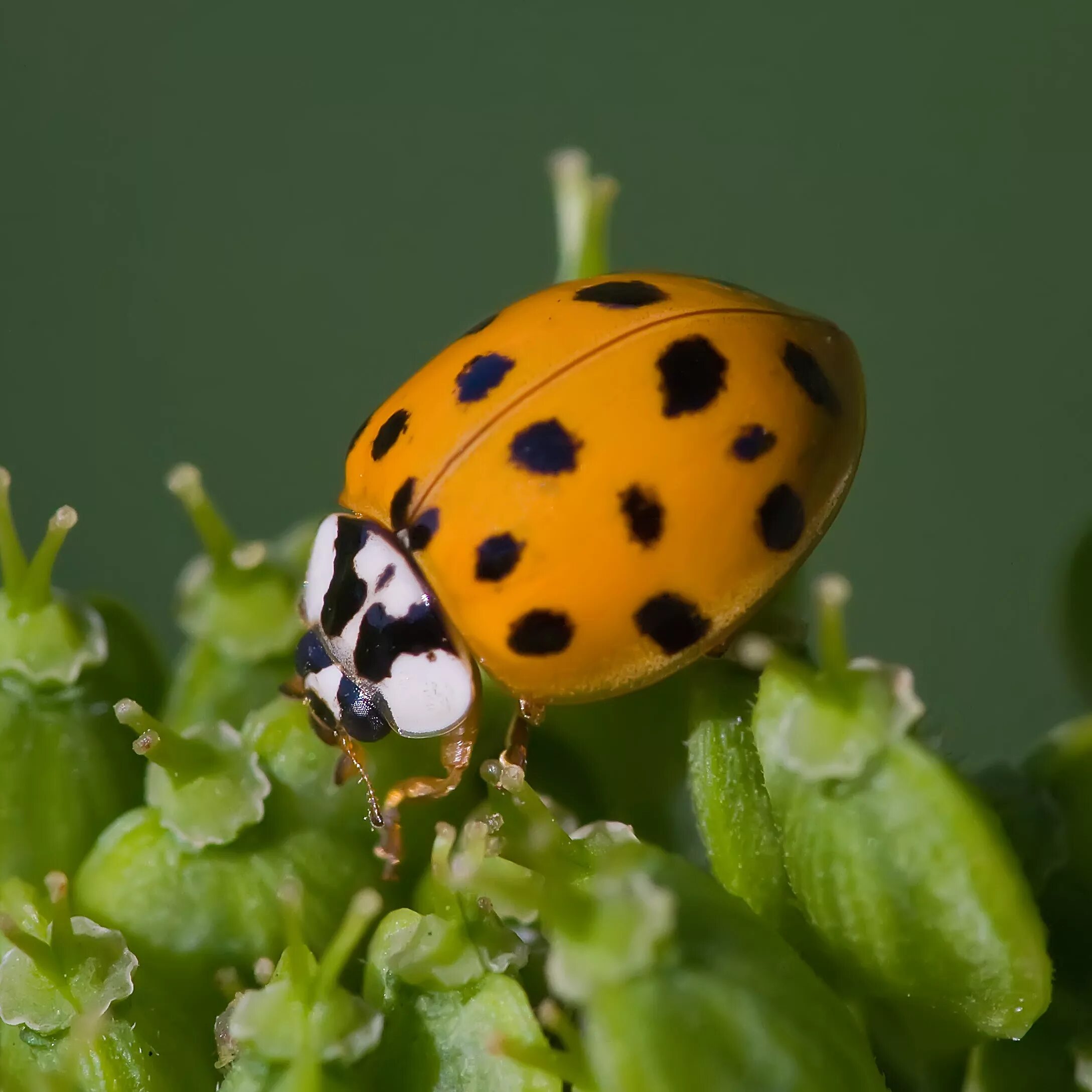 Золотая коровка. Азиатская Божья коровка (Harmonia axyridis). Божья коровка Harmonia. Коровка Арлекин. Хармония аксиридис.