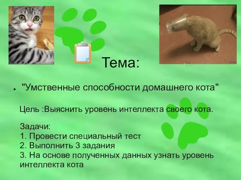 Уровень кота