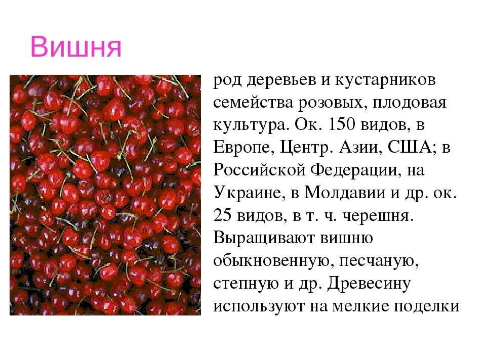 Какой признак внешнего строения вишни. Вишня семейство. вишня классификация растения. классификация видов вишни. вишня (род растений).