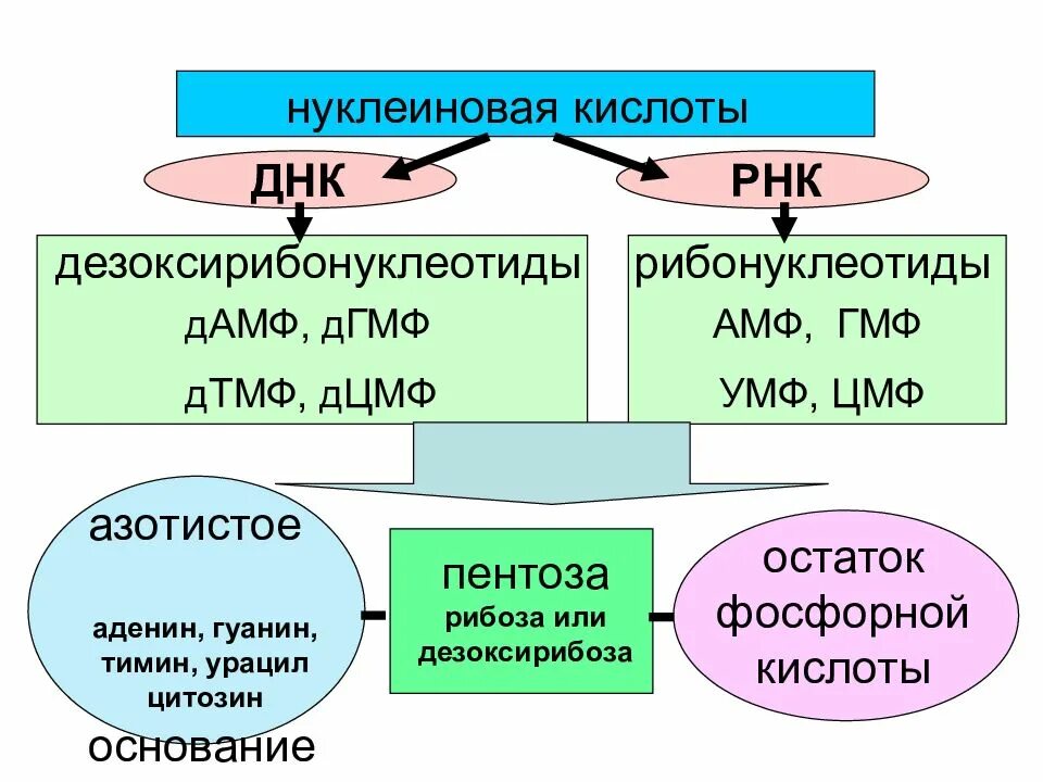 Распад нуклеиновых кислот. Нуклеиновые кислоты схема. На что распадаются нуклеиновые кислоты. Продукты распада нуклеиновых кислот.