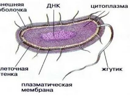 Клетки прокариот не содержат хромосомы рибосомы